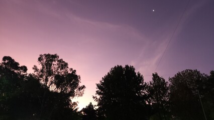 sunset behind the trees. 