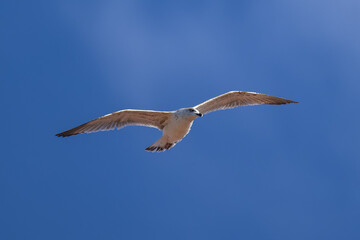 Gaviota volando en Ribadesella