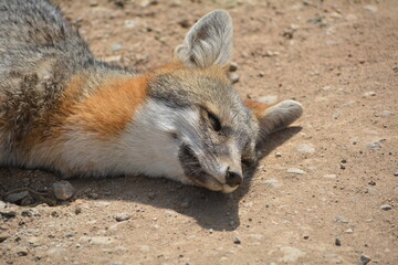 Dead fox