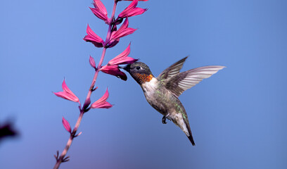 Ruby Throated hummingbird in flight, feeding from pink colored honeysuckle while it hovers in the air. Details are seen in wings and feathers as red throat glows vibrantly.