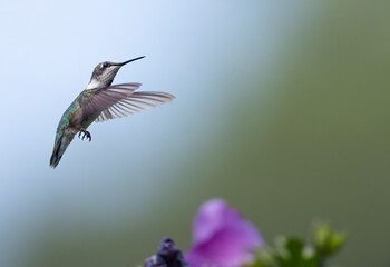 hummingbird in flight in front of green lit background in nature. Hovering above purple flower in nature.