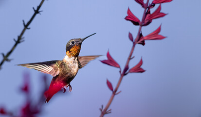 Ruby Throated Hummingbird hovers near flower before feeding in front of blue background in summer garden.