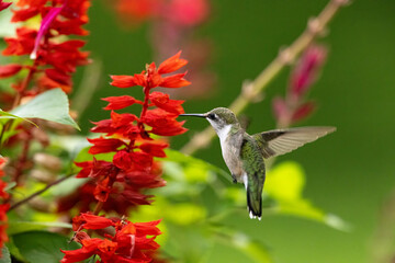 hummingbird in flight feeding on flower in lush vegetation in summer. Red plants surround hummingbird in summer garden