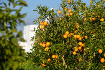 juicy oranges on branches in a garden in Cyprus in winter 1
