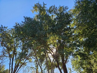 rays of sunlight passing through branches and leaves of trees in the forest in Napa California