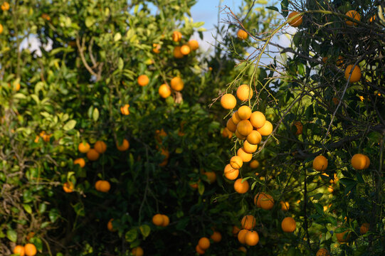 juicy oranges on branches in a garden in Cyprus in winter 2
