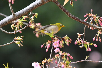 メジロと河津桜