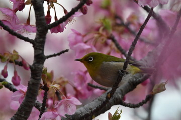 メジロと河津桜
