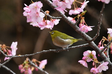 メジロと河津桜
