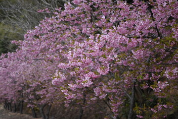 Obraz premium 満開な河津桜