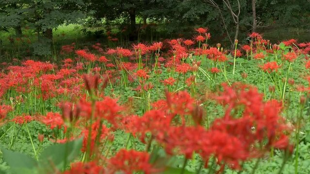 秋になり彼岸花の花が咲き誇り見ごろを迎えた