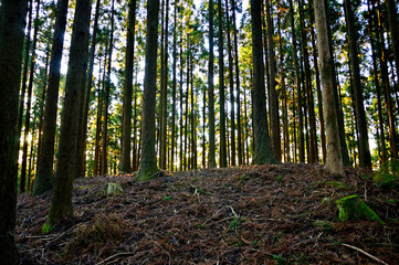 丹沢の檜岳山稜　朝を迎える檜岳南東尾根の753ｍ小ピーク山頂　杉の森
