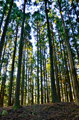 丹沢の檜岳山稜　朝を迎える檜岳南東尾根の753ｍ小ピーク山頂　杉の森
