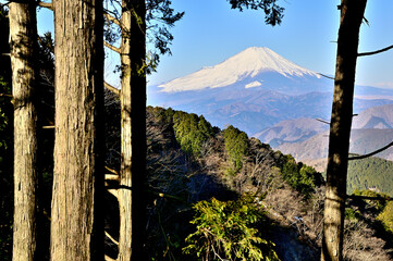丹沢の檜岳山稜　檜岳の森より望む富士山
 - obrazy, fototapety, plakaty