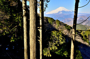 丹沢の檜岳山稜　檜岳の森より望む富士山
