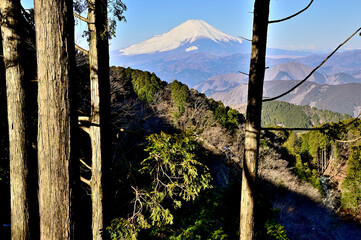 丹沢の檜岳山稜　檜岳の森より望む富士山
