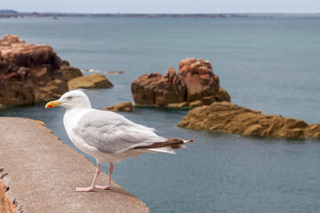 Silbermöwe (Larus argentatus)