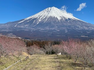 The plum blossoms are in full bloom now