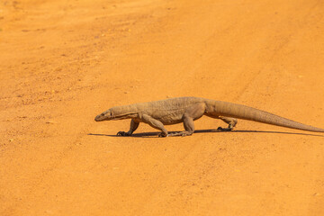 Asian water monitor Varanus salvator common water monitor
