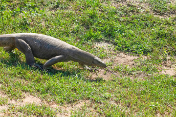 Water monitor lizard walking near seashore