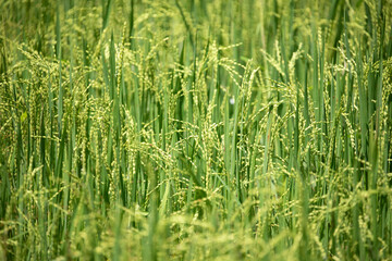 Beautiful golden rice field