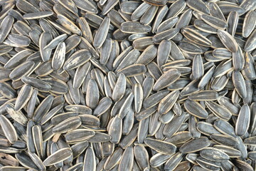 Sunflower seeds background isolated transparent