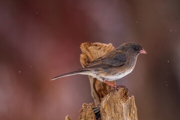 Junco on a branch