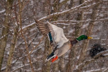 Mallard flying in snow