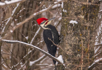 Pileated Woodpecker on a tree