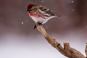 Red Poll on branch in Winter