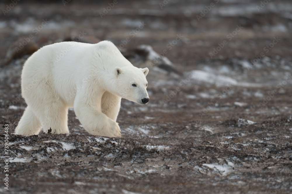 Sticker Polar Bear walking toward Hudson Bay