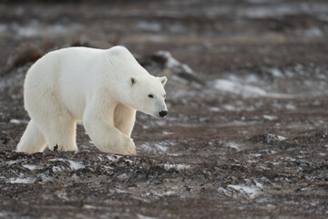 Polar Bear walking toward Hudson Bay