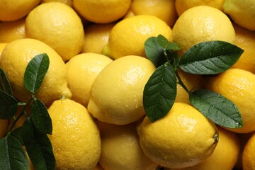 Fresh lemons and green leaves with water drops as background, closeup