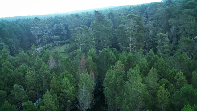 Aerial Drone Footage in Tangkal Pinus Jayagiri, Camping Ground in the middle of a green pine forest in Lembang, Bandung. Private Glamping and Picnic in the nature. Taken by DJI Mini 3 Pro.