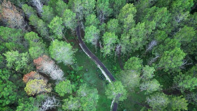 Aerial Drone Footage in Tangkal Pinus Jayagiri, Camping Ground in the middle of a green pine forest in Lembang, Bandung. Private Glamping and Picnic in the nature. Taken by DJI Mini 3 Pro.