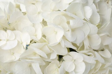 Beautiful white hydrangea flowers as background, top view