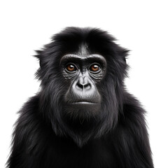 Close up of a black monkey looking, front view, isolated on transparent background