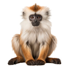 Obraz premium Vervet monkey sitting, front view, isolated on transparent background