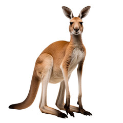 Portrait of a kangaroo full body, standing front view, isolated on transparent background