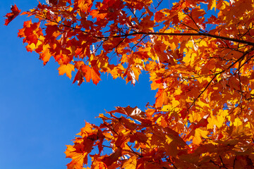 Red and yellow maple leaves