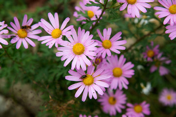 View of the chamomile flowers in the garden