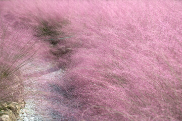 Fototapeta premium View of the pink muhly in the botanical garden