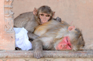 Rhesus macaque (Macaca mulatta) is a species of Old World monkey, native to South, Central and South-east Asia. Photos are taken in Mathura, Uttar Pradesh. India.
