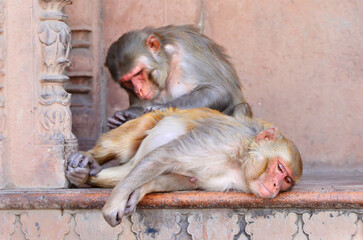 Rhesus macaque (Macaca mulatta) is a species of Old World monkey, native to South, Central and South-east Asia. Photos are taken in Mathura, Uttar Pradesh. India.
