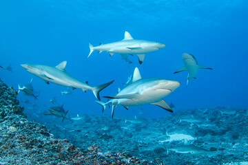 Reef grey shark, French Polynesia