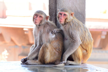 Rhesus macaque (Macaca mulatta) is a species of Old World monkey, native to South, Central and South-east Asia. Photos are taken in Mathura, Uttar Pradesh. India.
 - obrazy, fototapety, plakaty
