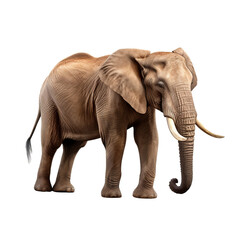 Obraz premium Elephant side view isolated on transparent