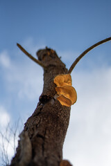 Fungus on a dying tree