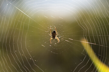 spider on web close up