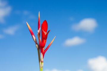 red flower against blue sky